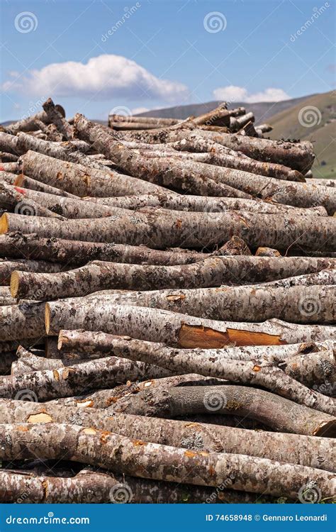 Firewood, stacked logs stock photo. Image of timber, fire - 74658948