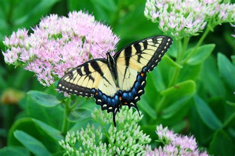 16 Long-Blooming Flowers for Attracting Butterflies and Hummingbirds ...