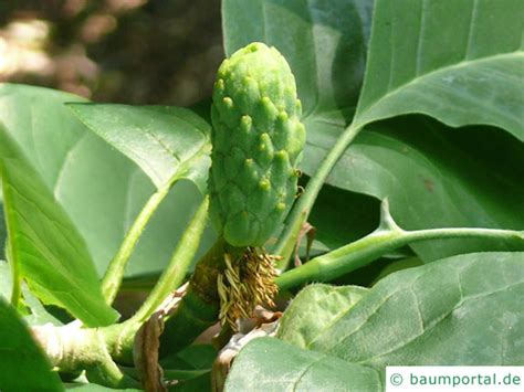 Cucumber Tree | Magnolia acuminata