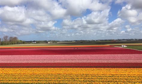 Tulip fields in the Netherlands - 2024 - Holland Explorer