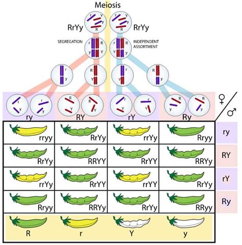 What Is The Chromosome Theory Of Inheritance? | Biology Explorer