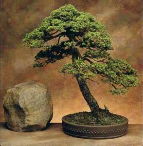 Picea - Picea spp. - BONSAI