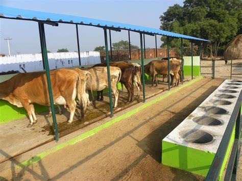 Mild Steel 10 Feet MS Prefabricated Farm Cattle Sheds, Rs 85 /kg | ID ...