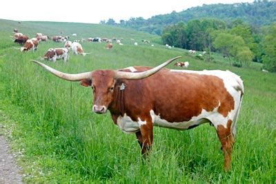 Texas Longhorn Cattle Photos