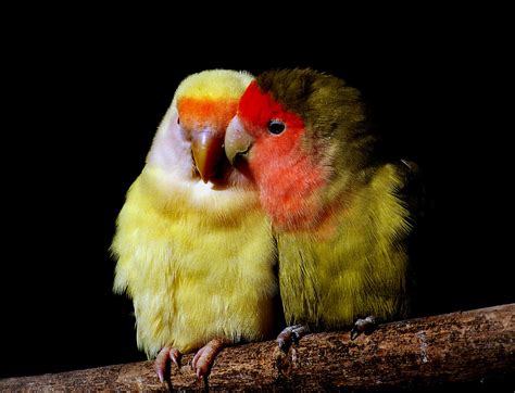 Peach faced love birds. | Called peachfaced lovebirds becaus… | Flickr