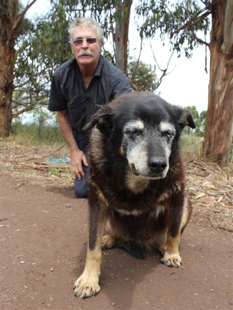 World's oldest dog? Australian kelpie Maggie dies after 30 years on a dairy farm - ABC News