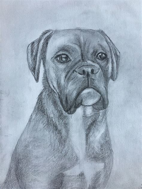 Pencil drawing boxer dog | Boxer dogs art, Dog drawing, Cool art drawings