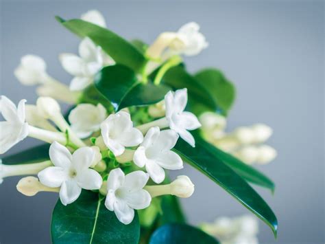 Stephanotis Flowers - Info On The Stephanotis Flower Houseplant