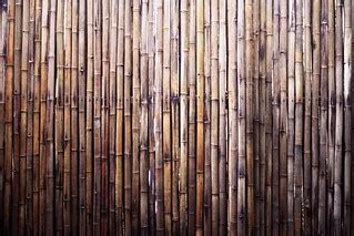 Bamboo! | Gorgeous wall of bamboo at the Atlanta Zoo | Basheer Tome ...