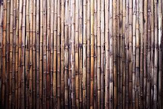 Bamboo! | Gorgeous wall of bamboo at the Atlanta Zoo | Basheer Tome ...