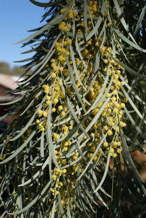 Weeping Myall | Grasslands