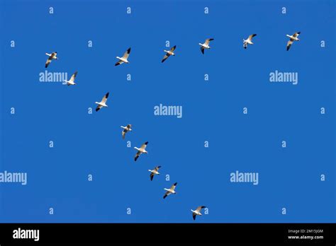 Snow geese (Chen caerulescens) in flight, Gray Lodge Wildlife Area, California Stock Photo - Alamy