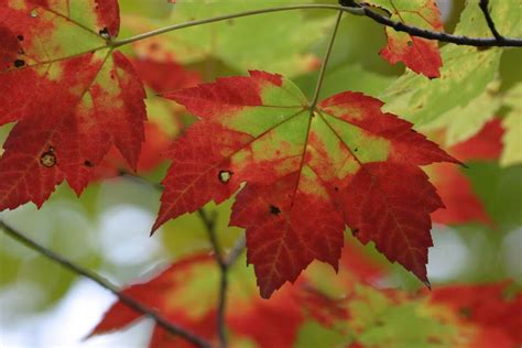 leaves-sugar-maple-tree-turn-red – Great Parks of Hamilton County Blog