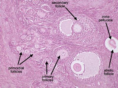 primary and secondary follicles | Basic anatomy and physiology, Medical school stuff, Medical ...