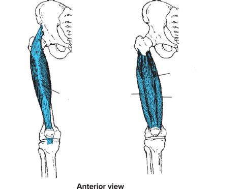 extensors of the knee Quiz