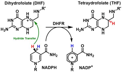 Difference Between Coenzyme and Cofactor | Definition, Properties, Functions, Examples