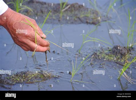 Close-up of a man's hand planting rice Stock Photo - Alamy