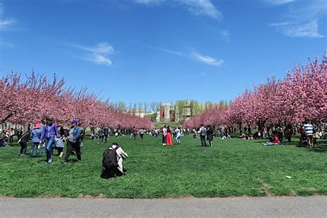 Brooklyn Botanic Garden Cherry Blossom Season 2017 - The Chic Life