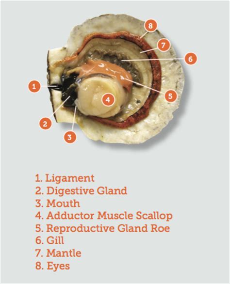 All Natural Sea Scallops - Seattle Fish Co.Seattle Fish Co.