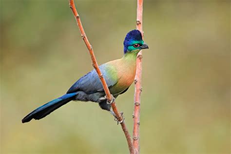 Turaco | Avianbird