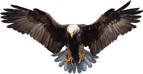 Bald Eagle White-tailed Eagle - eagle png download - 1600*832 - Free ...