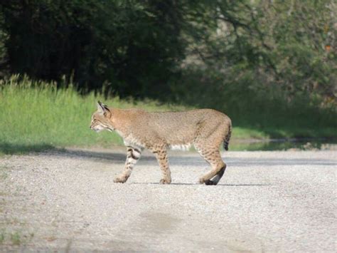 Newly discovered species, Texas Bobcat | Cats, Animals, Bobcat