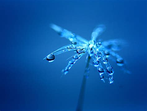 3840x2160 resolution | macro photography of drops of water on flower HD wallpaper | Wallpaper Flare