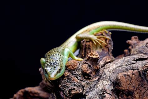 Premium Photo | A green lizard with a long tail sits on a branch.