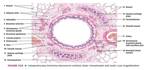 Respiratory & Glands (Systemic Histology 1) - Emedicodiary