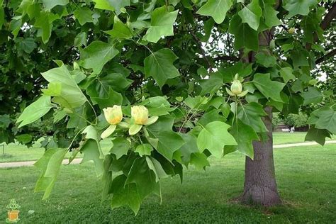 Tulip Poplar | Fast growing shade trees, Tulip poplar trees, Tulip poplars