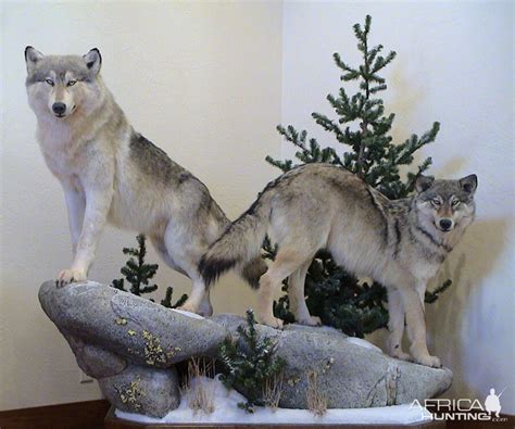 Wolf Full Mount Taxidermy | AfricaHunting.com