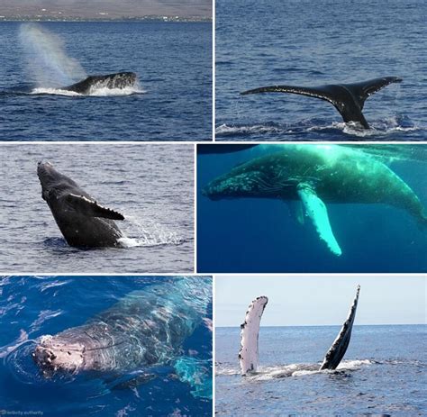 Most Affordable Maui Whale Watch - Best Maui Boat Tours