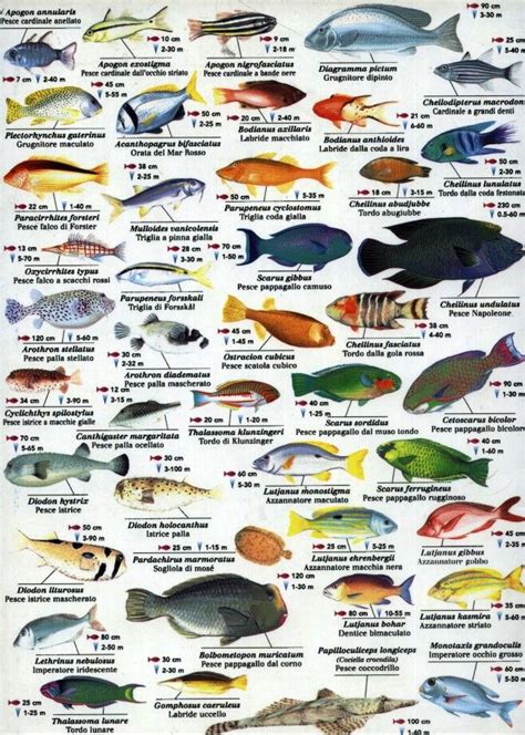 Indian Ocean fish www.fishinaddict.com | Fish chart, Sea fish, Marine fish