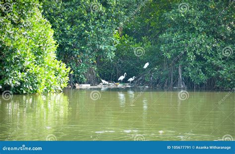 Negombo Lagoon in Sri Lanka Stock Image - Image of forest, srilanka ...