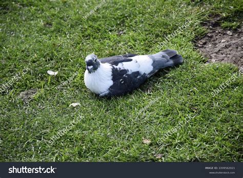 Indian Pigeon Rock Dove Rock Dove Stock Photo 2209562021 | Shutterstock