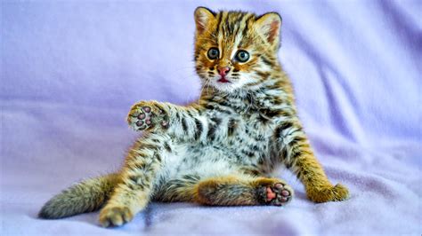 Interesting facts about the BEAUTIFUL Amur leopard cat (PHOTOS ...