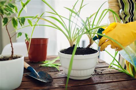 Common Spider Plant Pests (and How to Deal With Them) - Petal Republic