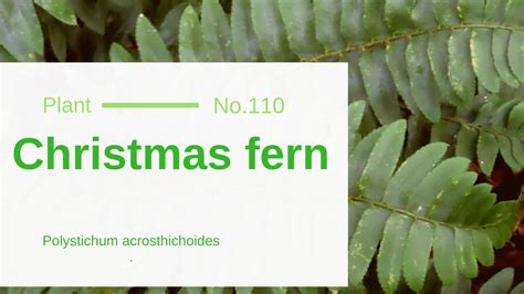 Christmas Fern - Polystichum Acrosthichoides: Edible & Medicinal Uses of the Evergreen Fern of ...