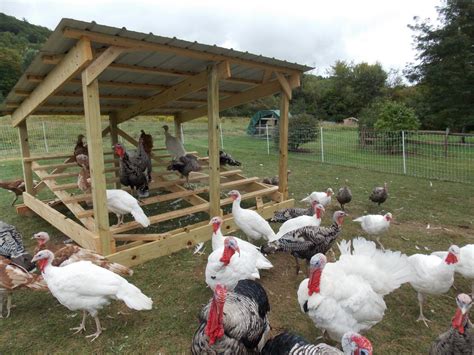 Turkey Roost / Shelter / Coop Help | BackYard Chickens - Learn How to Raise Chickens | Turkey ...