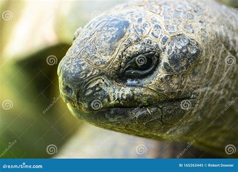 Aldabra Giant Tortoise stock image. Image of reptile - 165263445