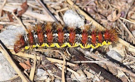 Caterpillar Identification Guide: Find Your Caterpillar With Photos and ...