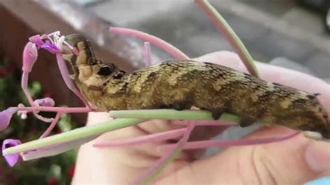 Elephant Hawkmoth caterpillar eating - YouTube