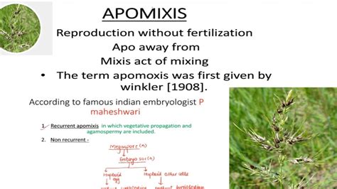 Apomixis|| types of apomixis|| - YouTube