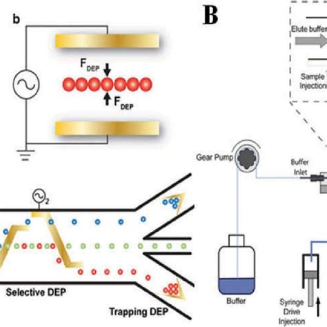 Dielectrophoresis-based microfluidic systems for cell analysis. (A)... | Download Scientific Diagram