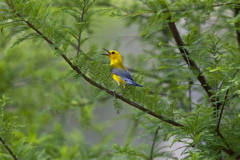 Houston area provides an oasis for birds - Houston Chronicle