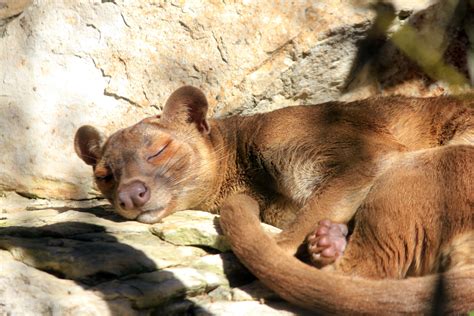 Fossa - Free Public Domain Stock Photo