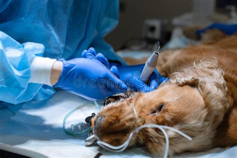 Close-up Procedure of Professional Teeth Cleaning Dog in a Veterinary Clinic. Anesthetized Dog ...