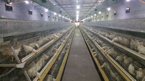 Learn the pros and cons of Broiler Chicken Rearing if you are upto ...