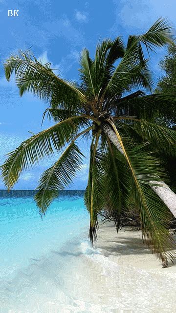 tropical beach GIF - Download & Share on PHONEKY