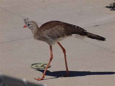 Snake-Eating Bird | A bird of prey that grabs snakes, snaps … | Flickr